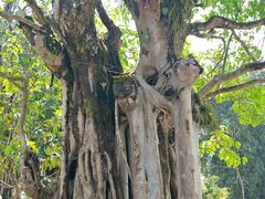 -瑞丽独树成林风景区