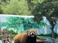 -西霞口神雕山野生动物世界