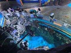 -烟台海昌鲸鲨海洋公园