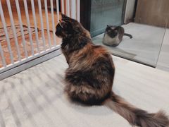 -藏猫猫咖啡主题馆(中央大道店)