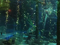 -锦艺城海洋馆