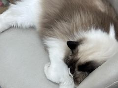 -爱洗澡的猫(天河路店)