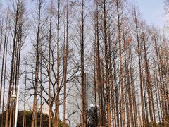 -新虹桥中心花园