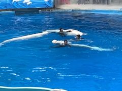 -海合安成都极地海洋公园