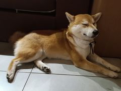 -柴务处·柴犬主题狗咖