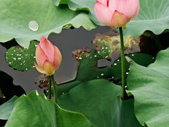 -荔湾湖公园