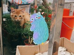 -中环花鸟鱼虫市场