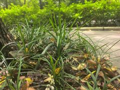 -晓港公园