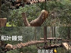 -成都大熊猫繁育研究基地