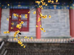 -西安大兴善寺