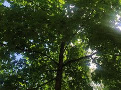 -长白岛森林公园