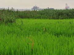 -上海吴淞炮台湾国家湿地公园