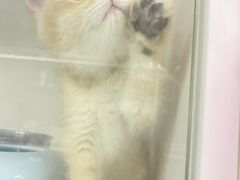 -lincat·猫舍(广州店)
