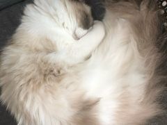 -Cappucimeow猫咪咖啡馆(韦伯时代店)