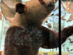 -美国自然历史博物馆