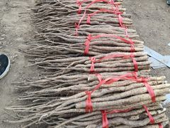 -解家河南菜(商鼎路店)