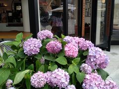 -Peet's Coffee皮爷咖啡(大学路店)