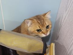 -纳吉亚猫专科动物医院·北北分院