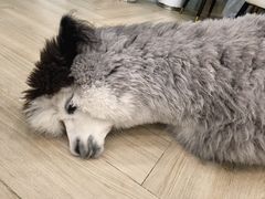 -安格丽娜·狗咖·猫咖羊驼咖(春熙路百盛商场店)
