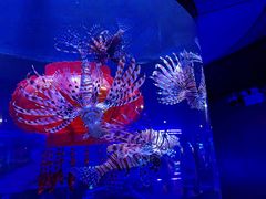 -大连圣亚海洋世界