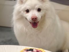 -BABYDOG宝贝狗宠物乐园(欧洲城店)