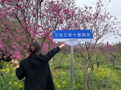 -南汇桃花村