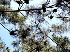 -大兴滨河森林公园