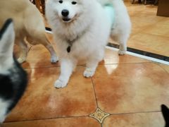 -more than meow吴止猫主题餐厅(承德 中船汇店)