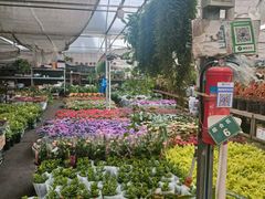 -龙大花卉苗木市场