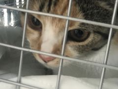 -瑞派福兴宠物医院犬猫全科·骨科·中西医结合(河东店)