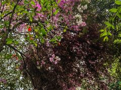 -深圳国际园林花卉博览园