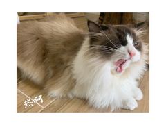 -李小姐の猫咖啡馆(五角场店)