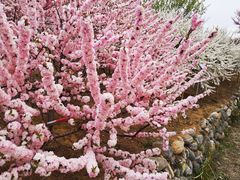 -莱阳濯村樱花园