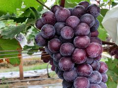 -麦园农庄·西江河鲜