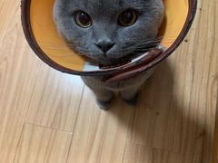 -宠福鑫康馨动物医院·骨科·眼科