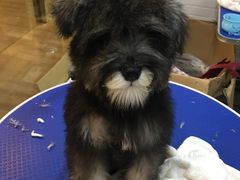 -PETKIT小佩宠物(古北店)