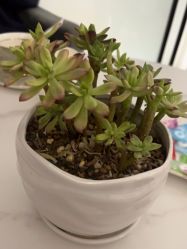-AiCure 埃可儿·韩国医学皮肤管理