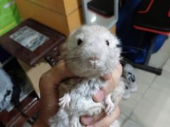 -龙猫仔乐园(惠福东路店)