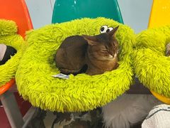 -和它·交个朋友·狗咖猫咖(爱琴海店)