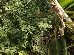 -呀路古热带植物园