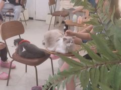 -共舞时光猫咖·狗咖(新街口店)
