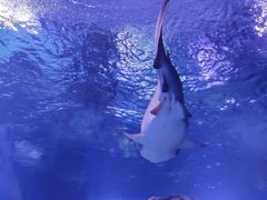 -海合安武汉极地海洋公园