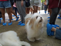 -TrueLove @ Neverland (Husky Cafe)
