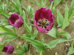 -长春公园(普阳街道)