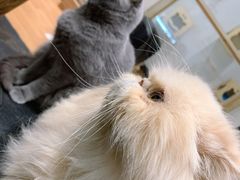 -猫色咖啡·猫咖