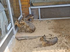 -西霞口神雕山野生动物世界