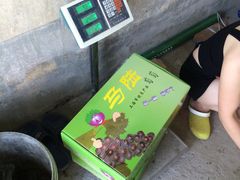 -马陆小张葡萄园农家乐