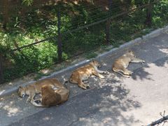 -大连森林动物园