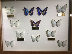 -上海昆虫博物馆