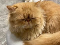 -More Fun猫咖 二十只万元加菲主题